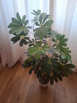 Umely kvet - 2