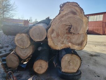 Brestove drevo - 2