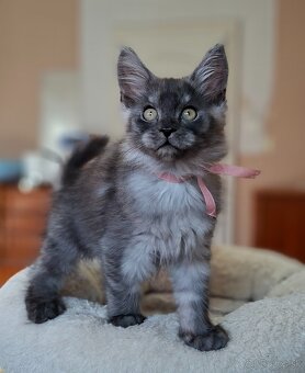 Maine coon,  mainská mývalia s PP - 2