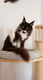 Maine Coon s PP - 2