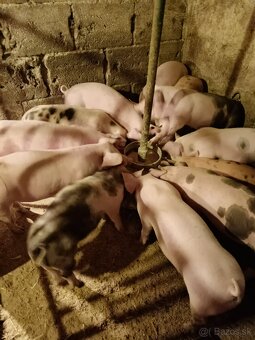 Odstavčatá - prasatá - 2