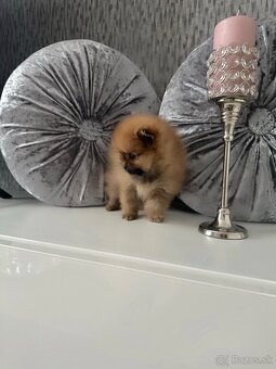 Rozkošná fenečka mini Pomeranian - 2