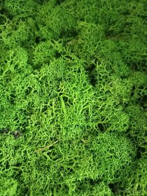 Dekoračný mach - 2