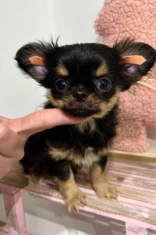 Čivava s PP ( fenka Matilda ) - 2