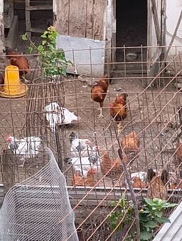 Nosnice 6 mesačne - 2