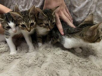 Darujem mačiatka - 2