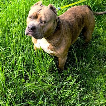 American Bully krytie - 2