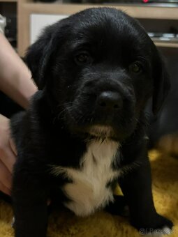 Predám šteniatka - 2