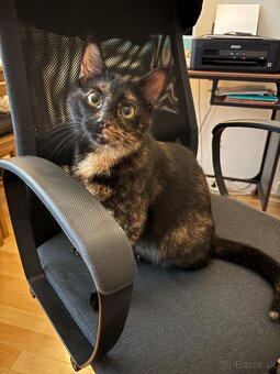 Stráženie psov a mačiek - 2