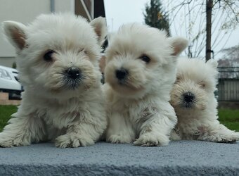 West - Westik na predaj - 2