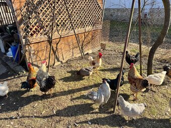 Predám kohútov - 2