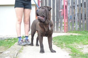 crossbreed molosser - 2