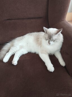 Ragdoll - 2