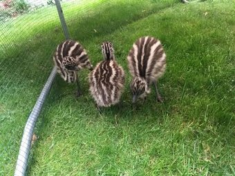 Predám emu - 2