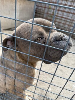American bully - 2