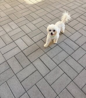 MINI Maltezak - 2