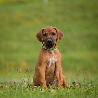 Šteniatka Rhodesian Ridgeback - 2