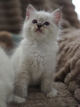 Ragdoll mačiatka s PP - 2