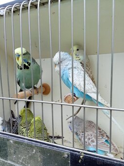 Vystavne andulky,duhove andulky - 2