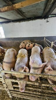 Prasata na predaj - 2