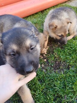 Nemecký ovčiak - 2