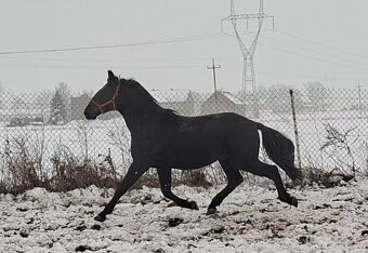 žrebec Nonius 2,5 roka lacno - 2