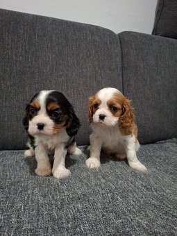 Cavalier kavalier king charles spaniel - 2