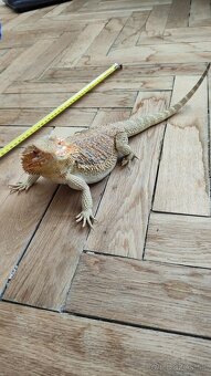 Predam rocnu Agamu Bradatu - 2