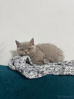 Britské mačiatka, Britská modrá - 2