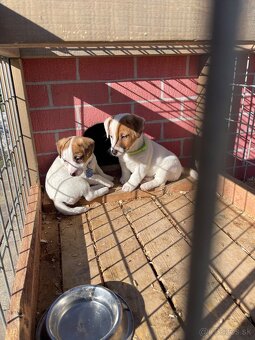 Jack russel terier bez PP - 2