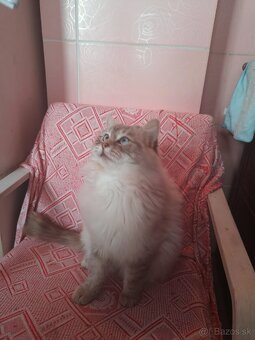 Kocúr ragdoll na krytie - 2