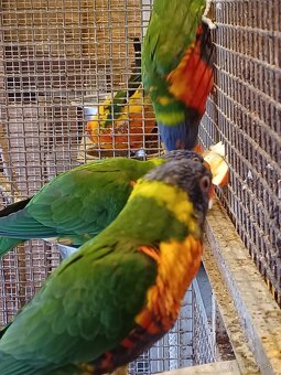 Predám lori mnohofarebný - 2