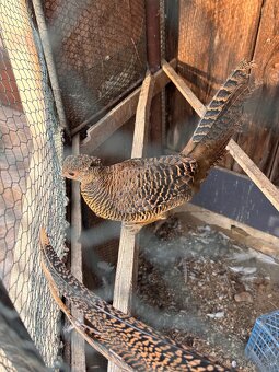 Párik bažanta zlatého - 2