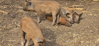 Predám odstavčatá mangalica 75% - 2