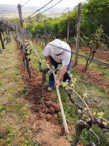 Vinica v Pukanci - 2