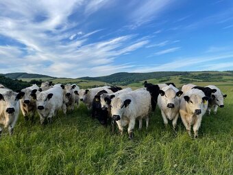 Ošetrovateľ zvierat - farmár - 2
