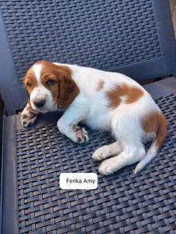 Welsh springerspaniel - 2