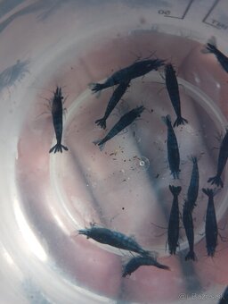 🦐KREVETKY🦐 Neocaridina 💙Blue Dream💙 - 2