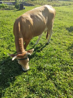 Jersey - 2