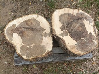 Orechové  dubové koláče - 2