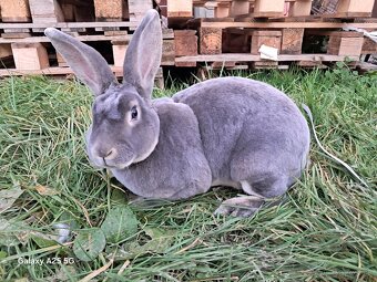 Slovenský sivomodrý rex - 2