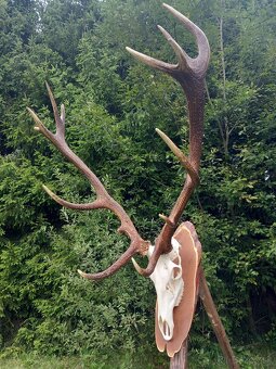 Trofej_parohy_parožie_zhody_jeleň - 2