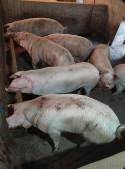 Predam jatočne ošipane cena 2,4€-kg - 2