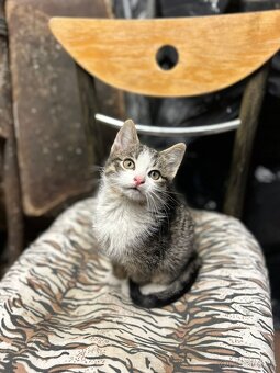 Darujem mačiatka - 2