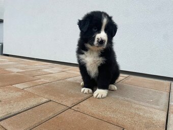 AustralakxBorderkolia - 2