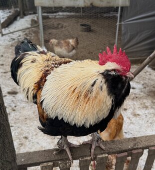 Faverolka lososová - 2