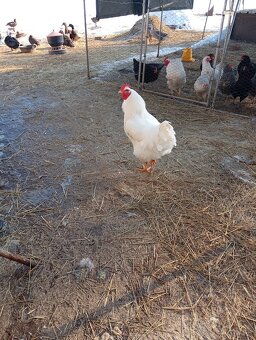 Kohút plymutka biela - 2