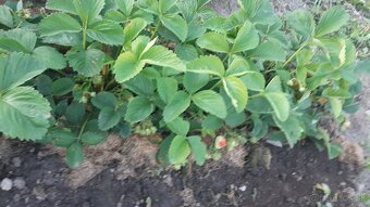 Predám sadenice jahôd - 2