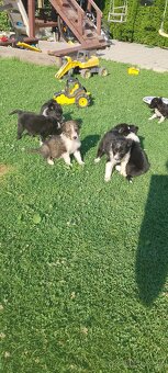 Border kolia - 2