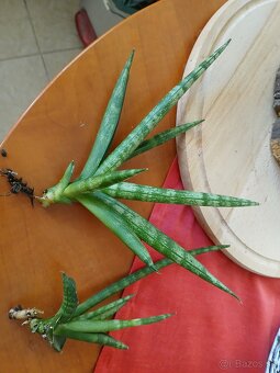 Sansevieria boncel - 2